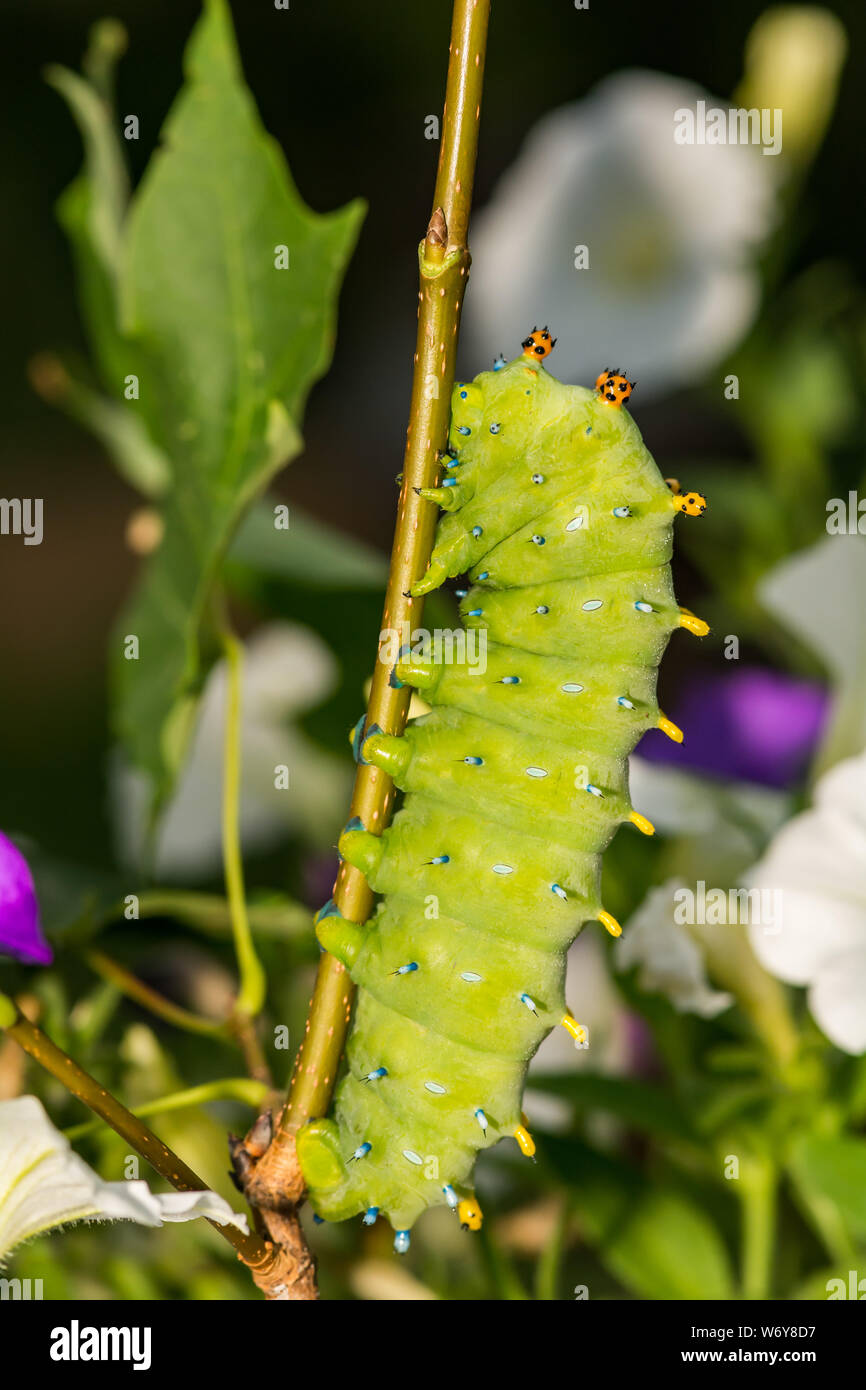 Cecropia Motte Caterpillar (Hyalophora cecropia) Stockfoto
