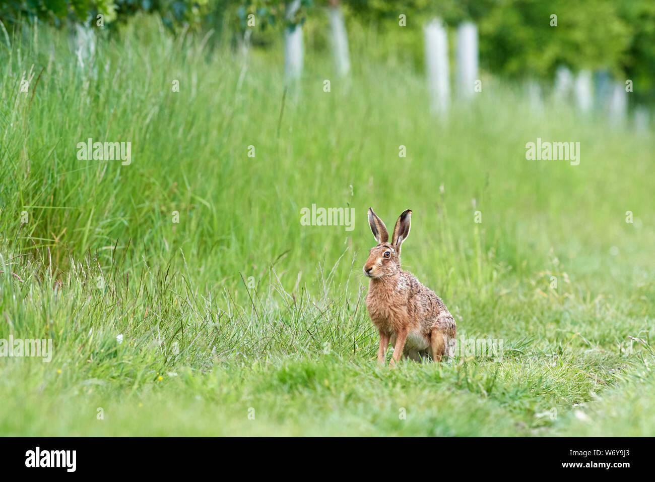 Feldhase (Lepus europaeus) Großbritannien Stockfoto