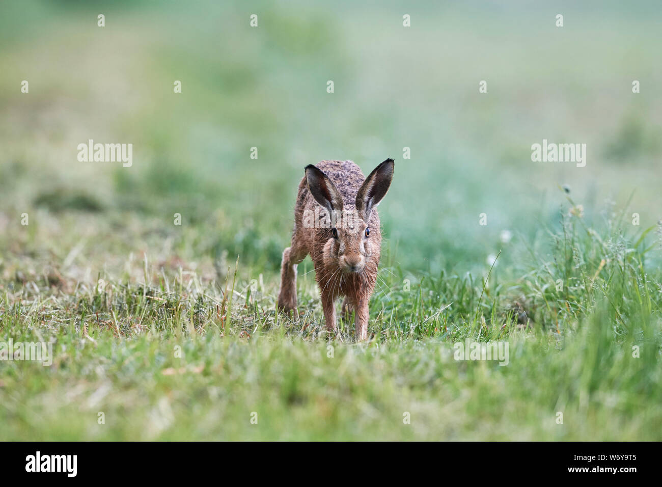 Feldhase (Lepus europaeus) Großbritannien Stockfoto