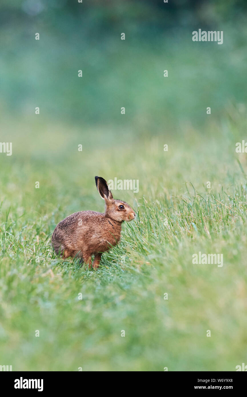 Feldhase (Lepus europaeus) Großbritannien Stockfoto