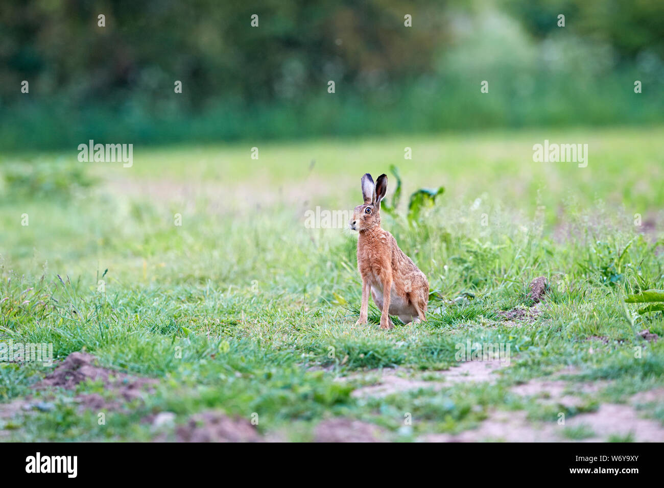 Feldhase (Lepus europaeus) Großbritannien Stockfoto