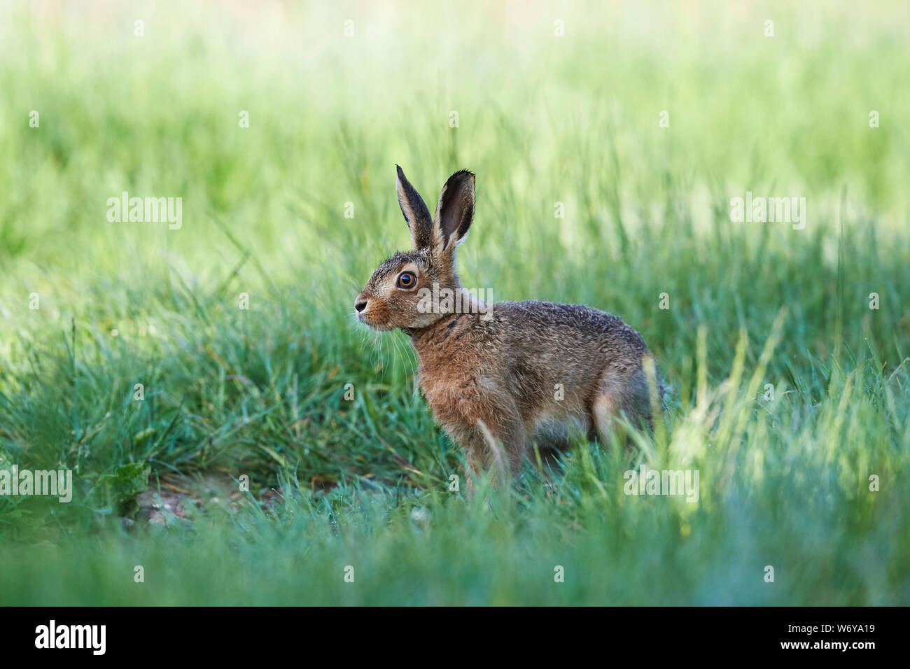 Feldhase (Lepus europaeus) Großbritannien Stockfoto