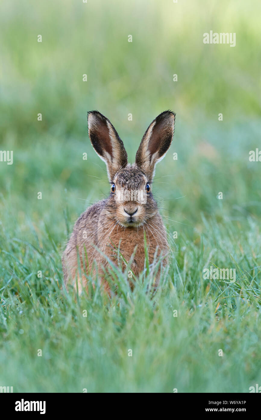 Feldhase (Lepus europaeus) Großbritannien Stockfoto