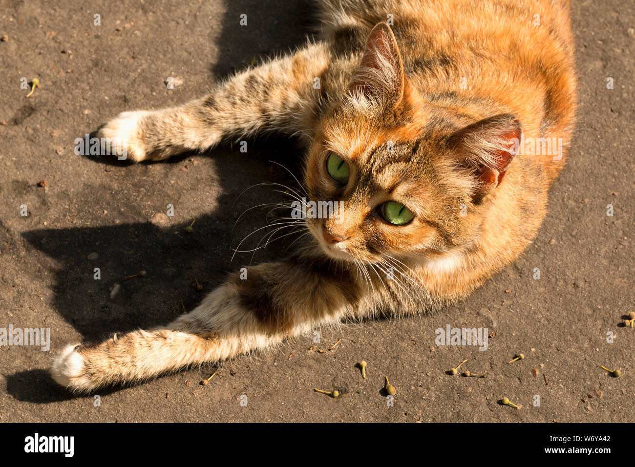 Super rote Katze mit grünen Augen liegen auf dem Bürgersteig und aalen sich in der Sonne. Tag Sommer Stockfoto