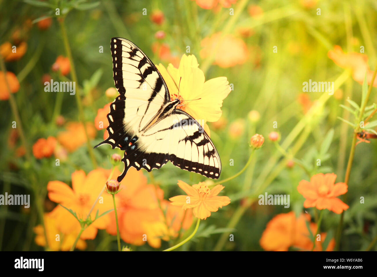 Big Schwalbenschwanz Schmetterling (Papilionidae Schmetterling) Aalen in der Sonne auf einer Blume Kopf seine schönen abgestreift Flügel angezeigt Stockfoto