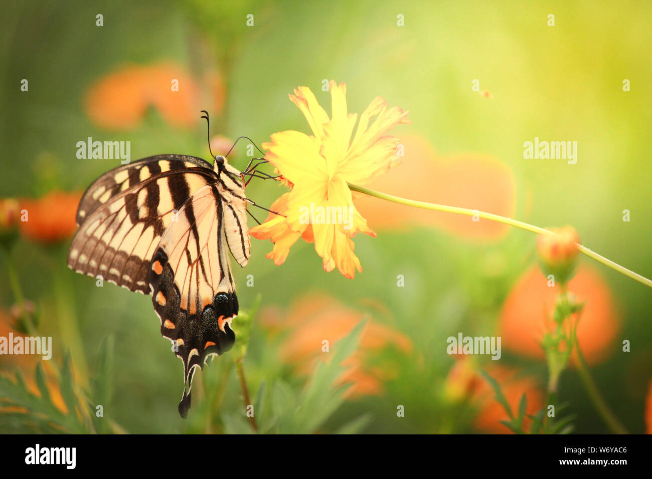 Schwalbenschwanz Schmetterling Fütterung von einem Colouful Blume Stockfoto