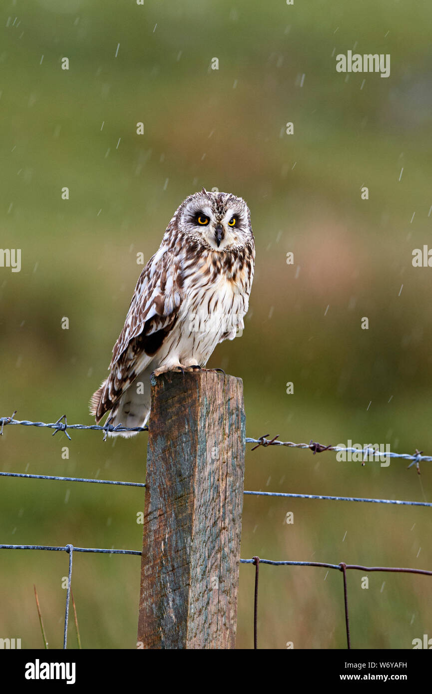 Sumpfohreule (Impulso Flammeus) Großbritannien Stockfoto