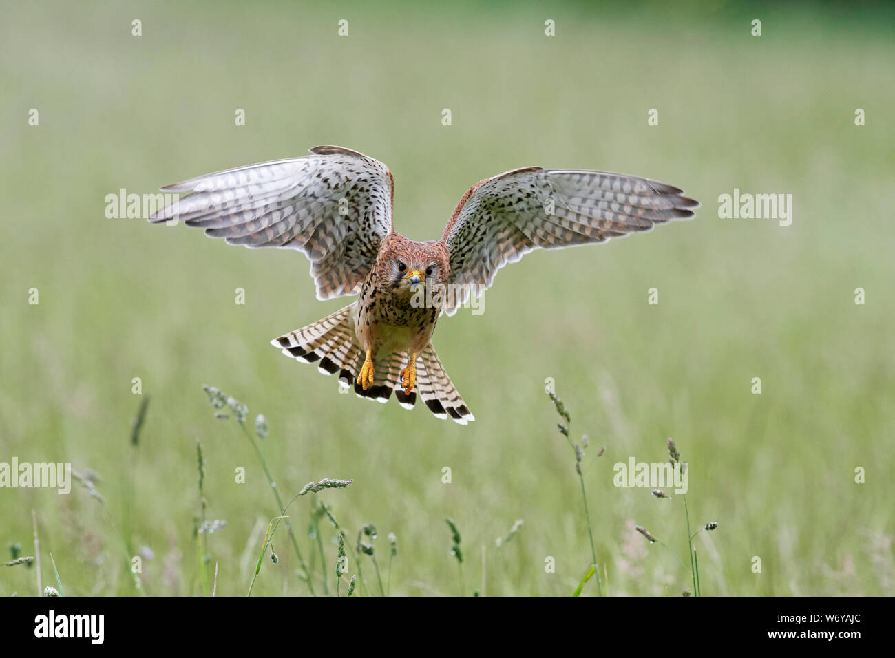 Turmfalken (Falco tinnunculus) Großbritannien Stockfoto