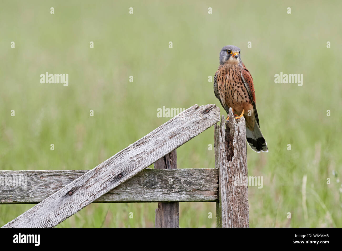 Turmfalken (Falco tinnunculus) Großbritannien Stockfoto