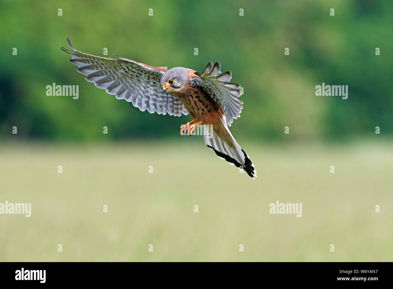 Turmfalken (Falco tinnunculus) Großbritannien Stockfoto