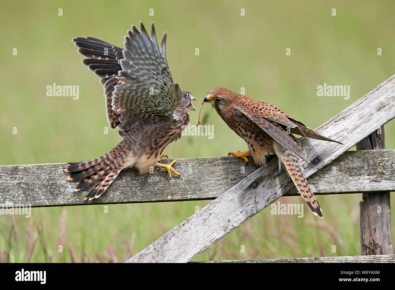 Turmfalken (Falco tinnunculus) Großbritannien Stockfoto