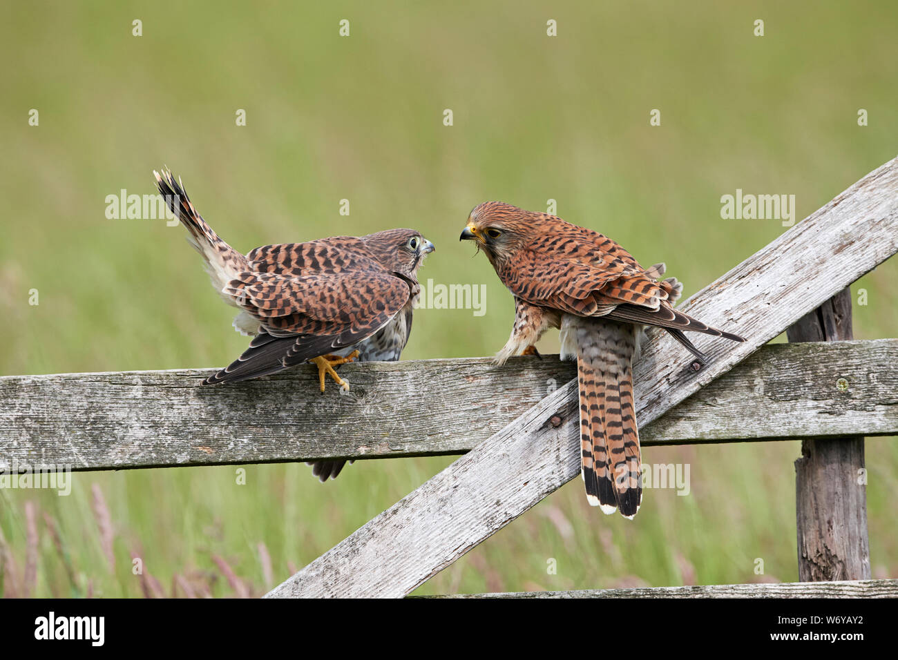 Turmfalken (Falco tinnunculus) Großbritannien Stockfoto