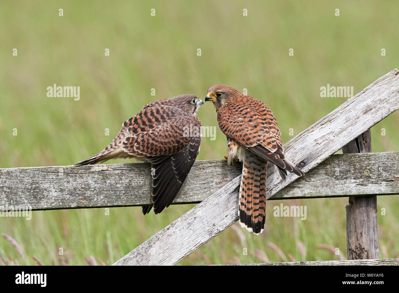 Turmfalken (Falco tinnunculus) Großbritannien Stockfoto