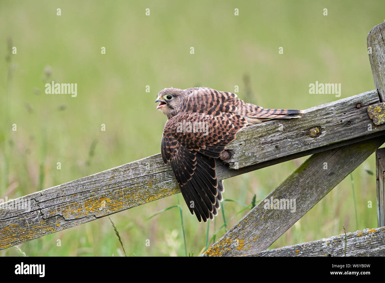 Turmfalken (Falco tinnunculus) Großbritannien Stockfoto