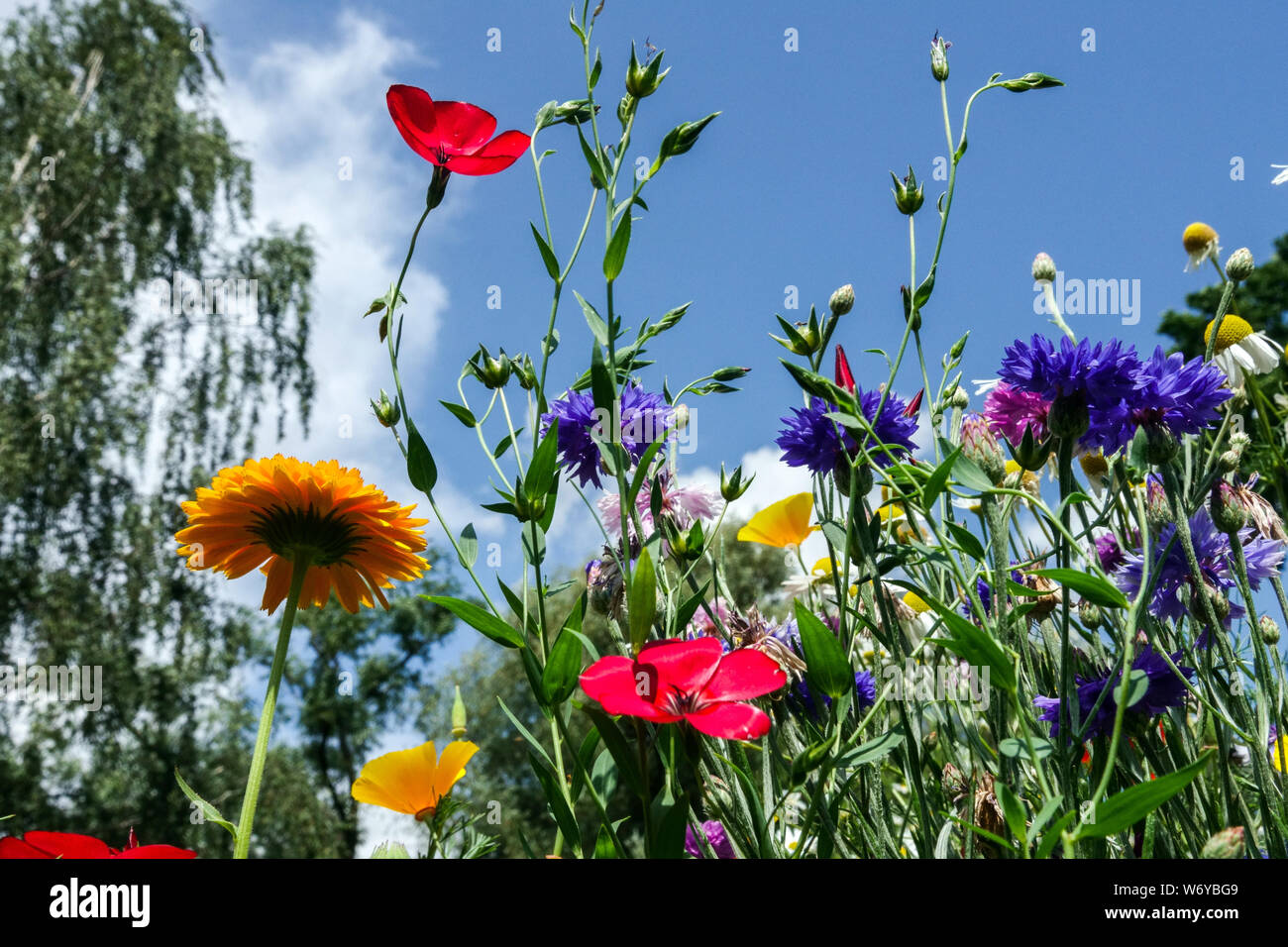 Einjahrespflanzen zur direkten Aussaat in rot-blauer Beetwiese geeignet für Streifen aus bunten Sommerwiesen Blüten Centaurea Linum Calendula Stockfoto