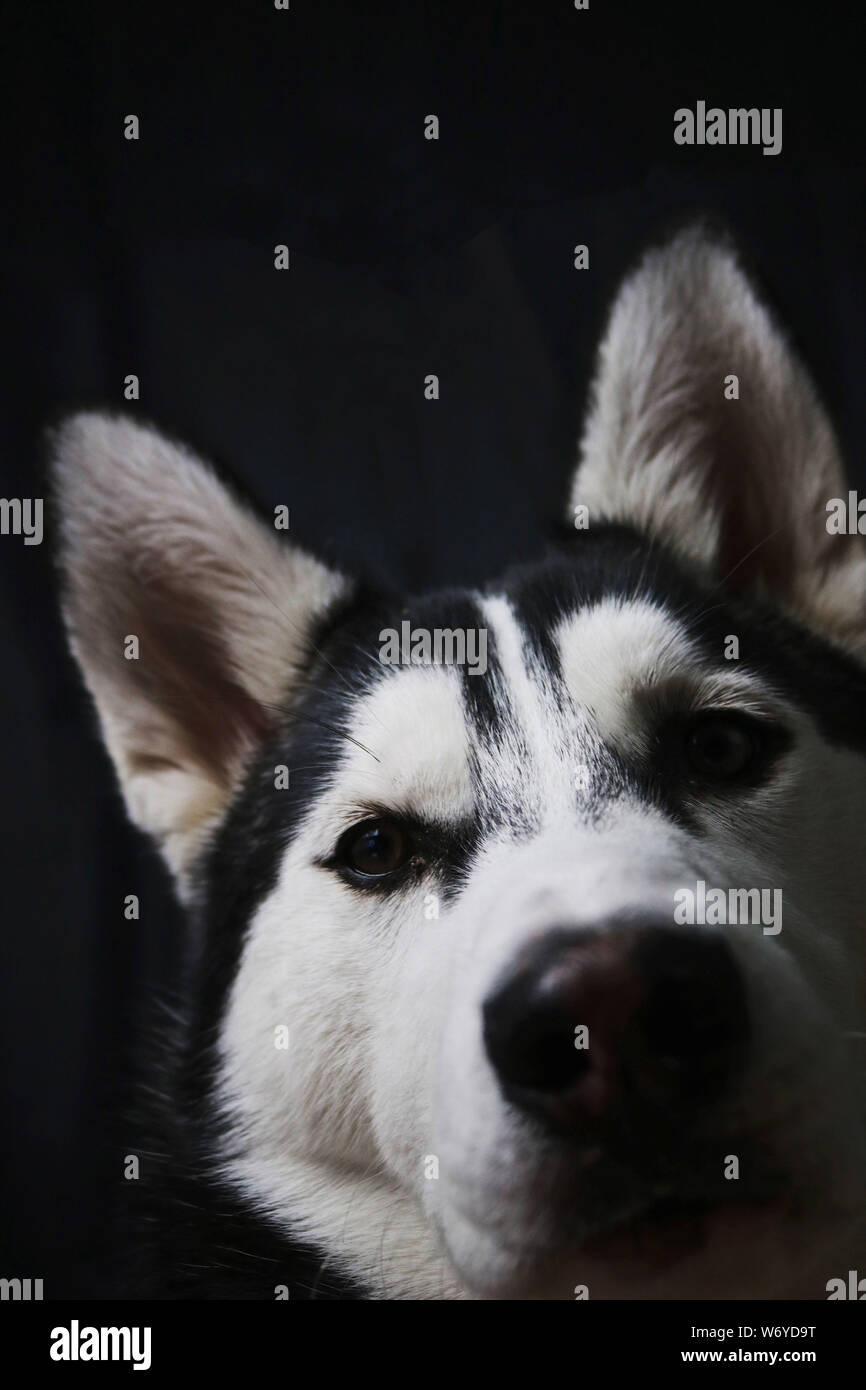 Cardiff, Wales, UK. Eine reinrassige Siberian Husky Hündin in einem Jahre alt. © Natasha Camilleri Stockfoto