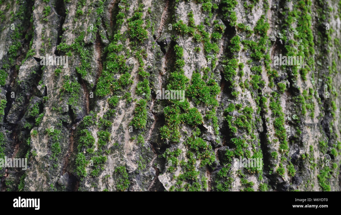 Europäisches Moos auf Walnussbaum, die Rinde befurcht Stockfoto