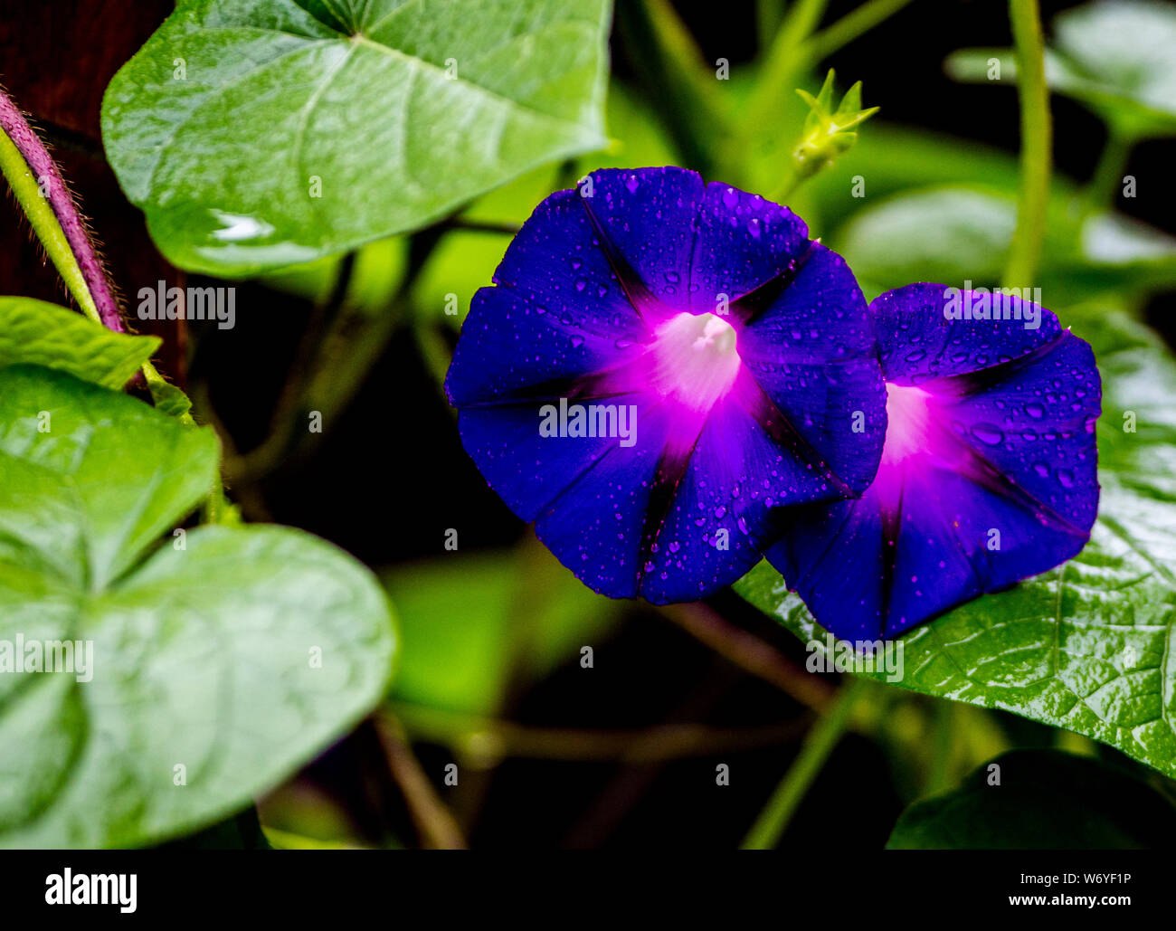 Garten Farben Stockfoto