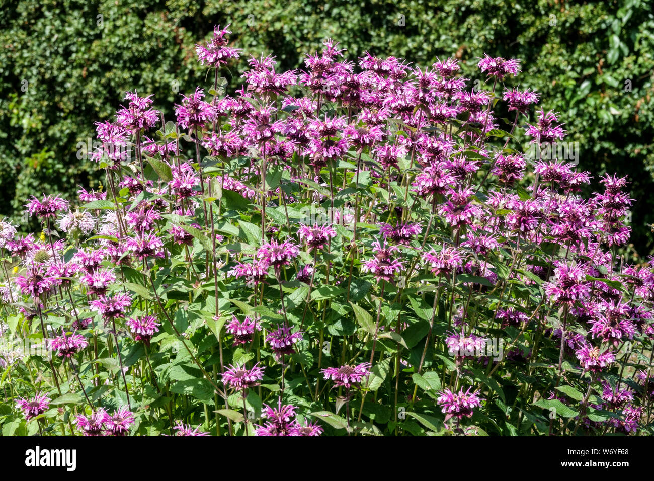 Monarda didyma ist eine Zierpflanze mit heilenden Wirkungen, die Blätter auch in der Küche verwendet werden können Stockfoto