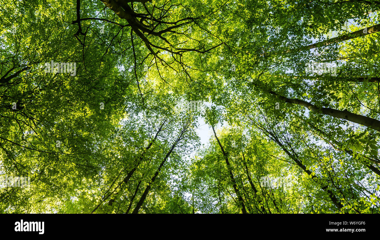 Baumkronen im Wald Stockfoto