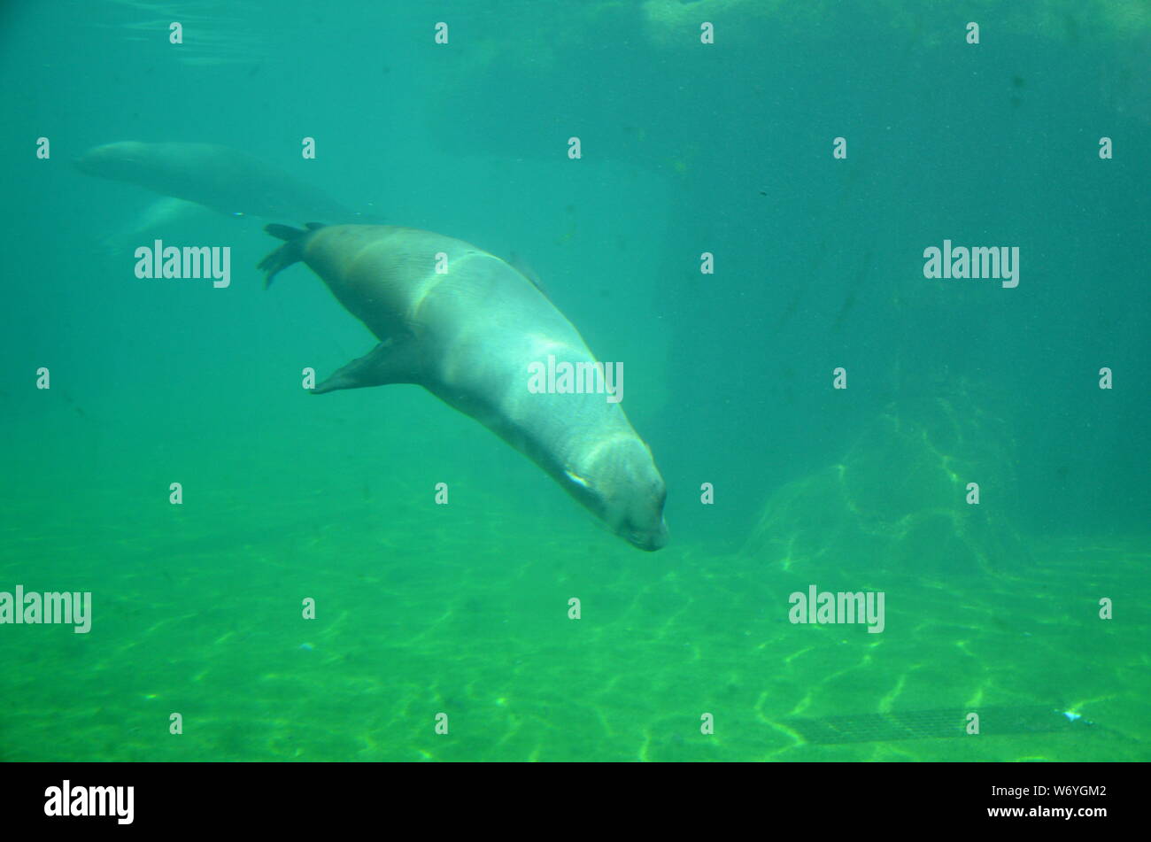 Hafen-Dichtung (Phoca Vitulina) Stockfoto