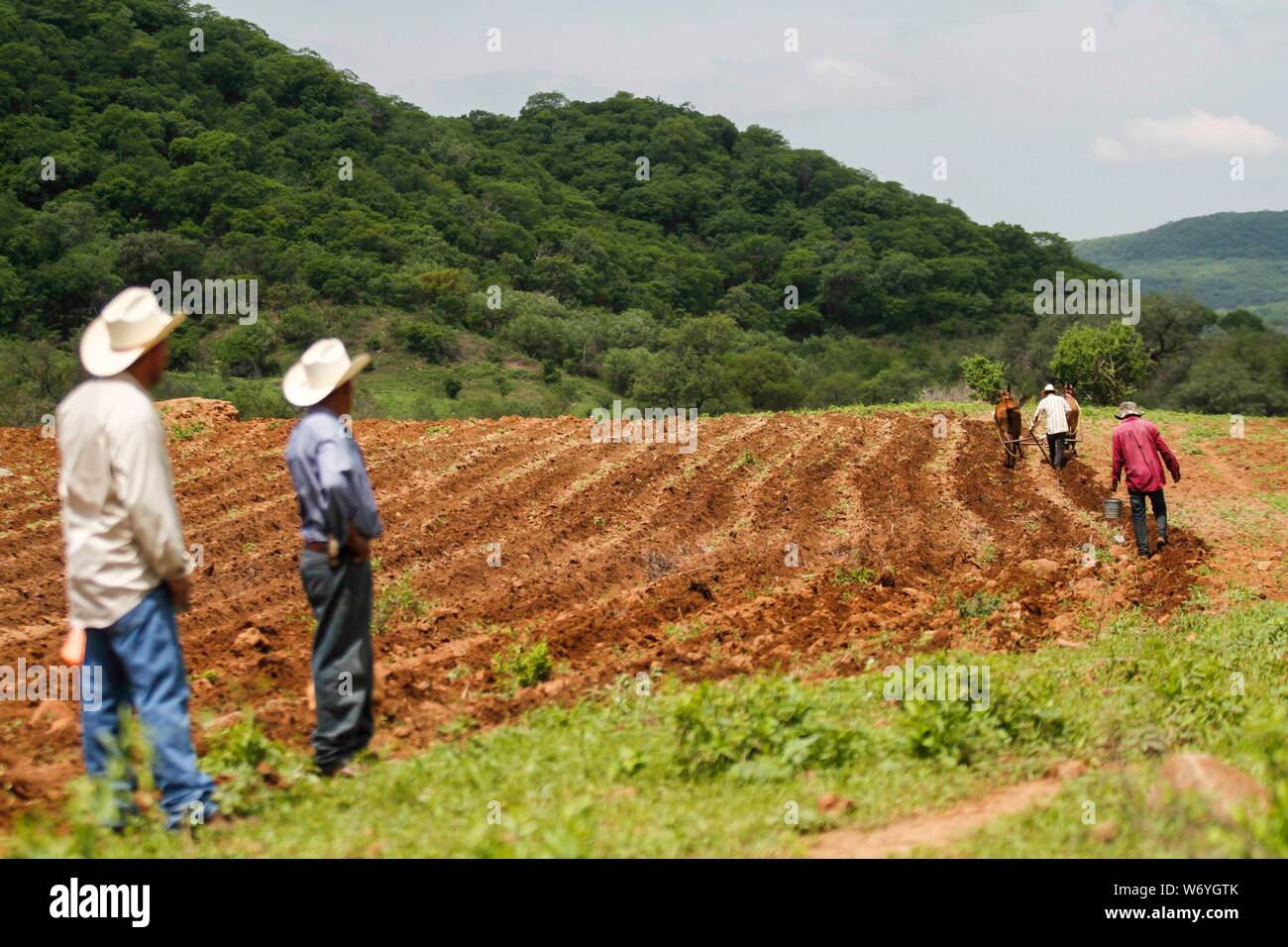 Vaqueros siembran tradicional de maíz Criollo, arando la tierra en una Parcela con Mulas de Los Pueblos alrededor de la Sierra de Alamos Sonora. Sierra de Alamos. yunta, mulas, Arado Stockfoto