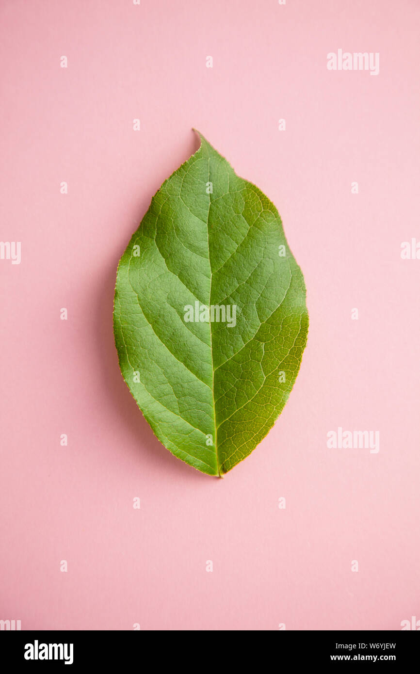 Einzige grüne frische Blätter auf einem rosa Hintergrund Stockfoto