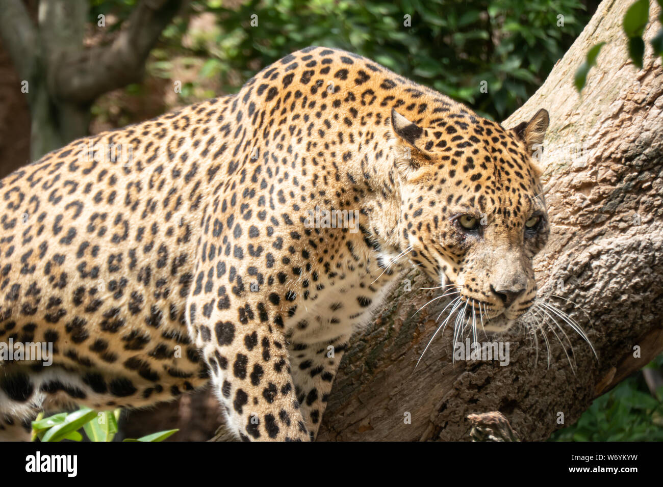 African Leopard (Panthera pardus pardus) native auf weite Bereiche in Afrika südlich der Sahara Stockfoto
