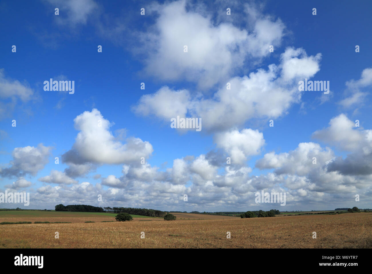 Cumulus Wolken, blauer Himmel, Kulturlandschaft, Norfolk, England, Großbritannien Stockfoto