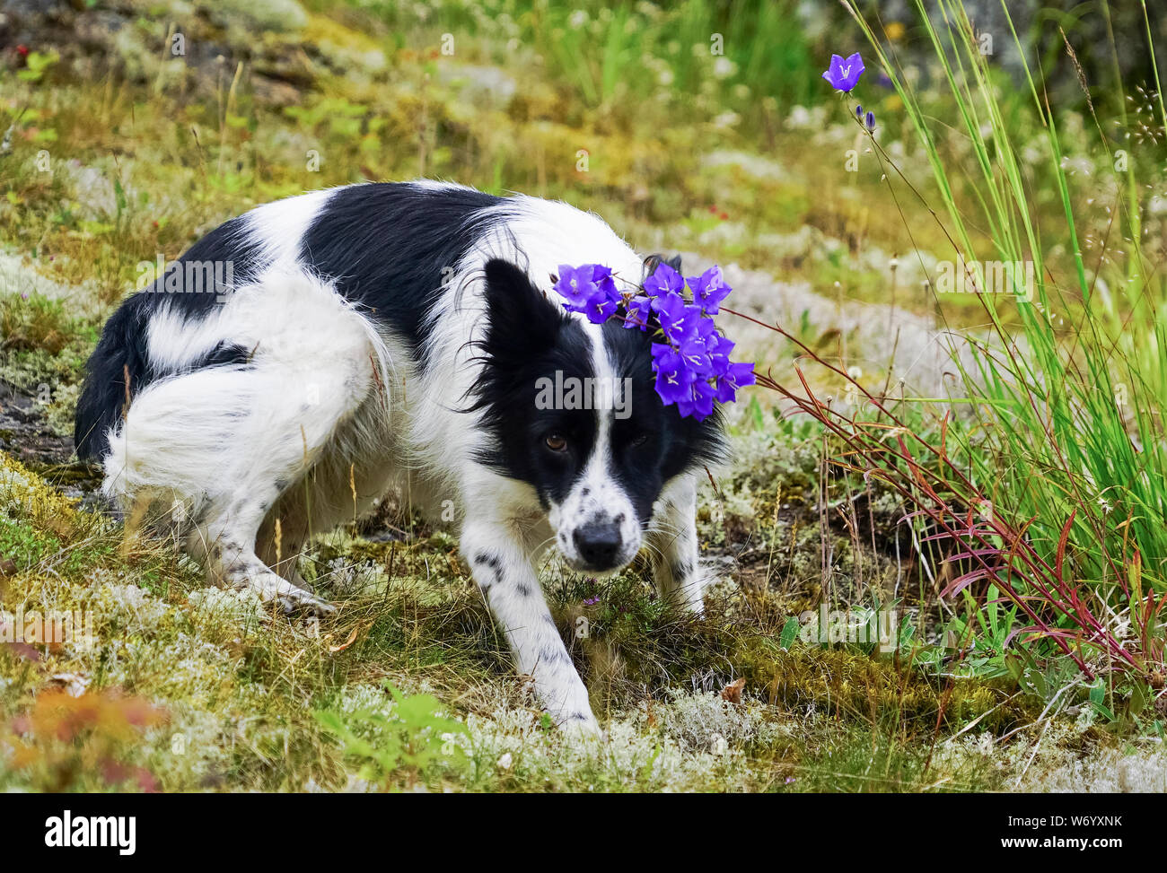 Der Hund liegt in ruhiger Lage in einer Waldlichtung mit Blumen. Stockfoto