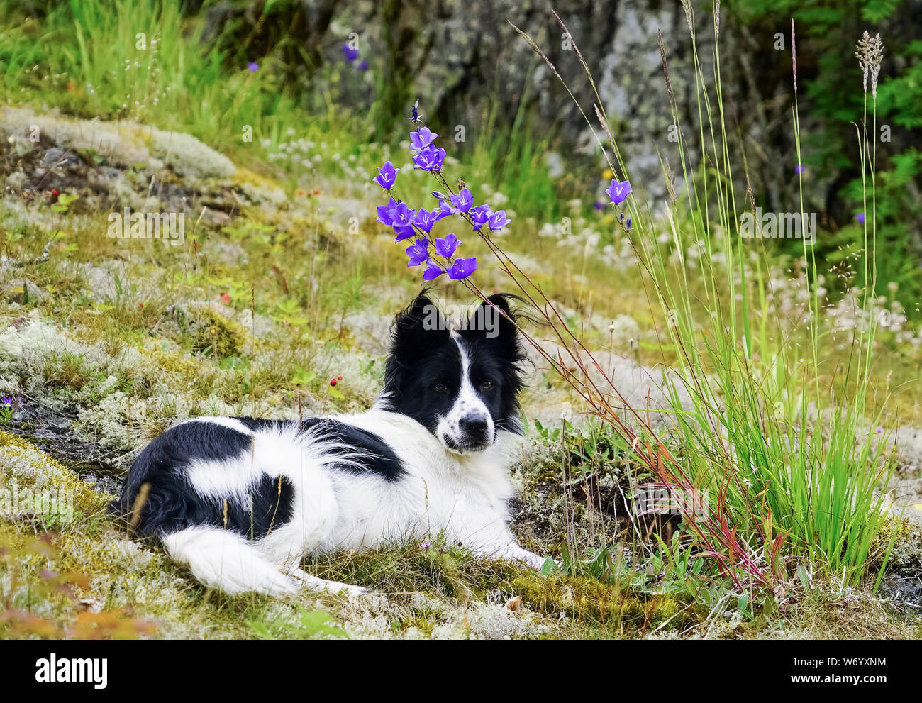 Der Hund liegt in ruhiger Lage in einer Waldlichtung mit Blumen. Stockfoto