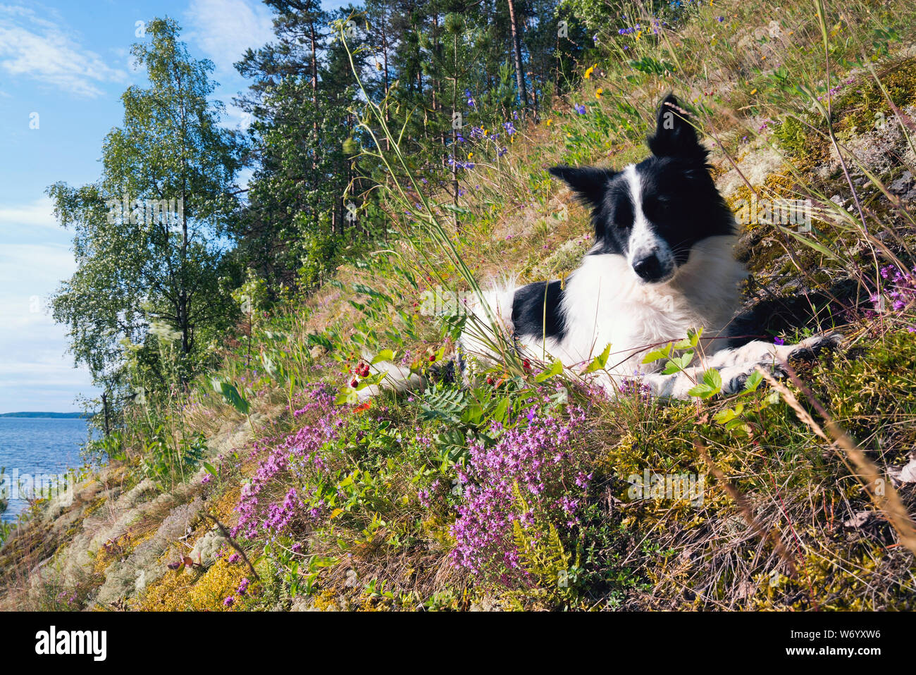 Der Hund liegt in ruhiger Lage in einer Waldlichtung mit Blumen. Stockfoto