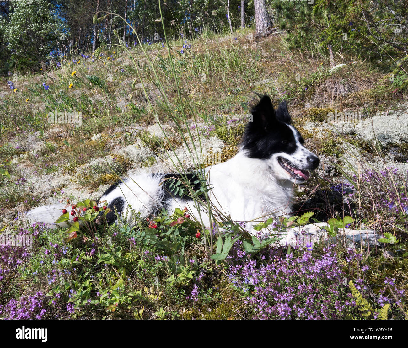 Der Hund liegt in ruhiger Lage in einer Waldlichtung mit Blumen. Stockfoto