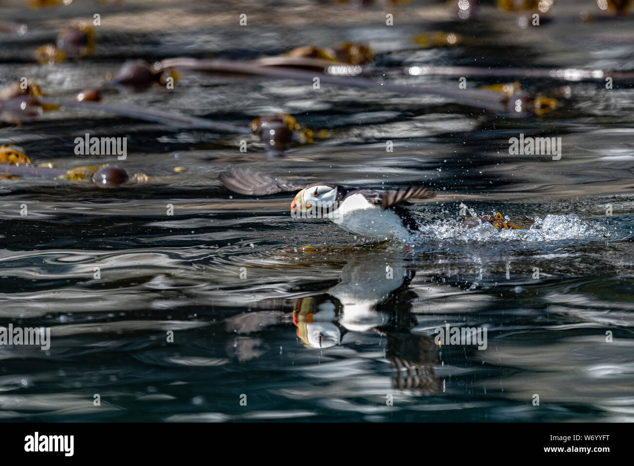 Puffin skimming über das Meer Stockfoto