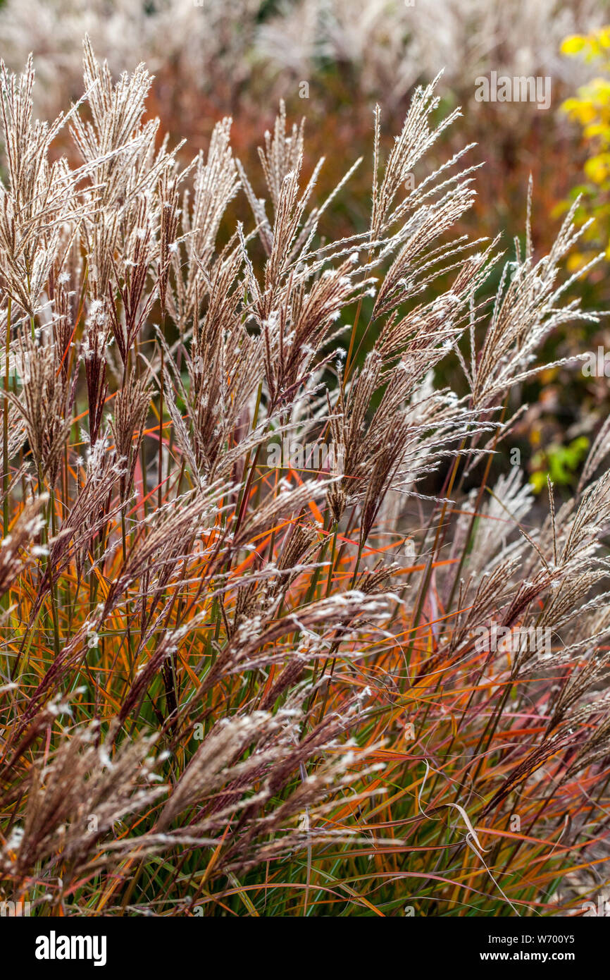Auffällige Zwerg Maiden Gras, Miscanthus sinensis 'Ferner Osten' Stockfoto