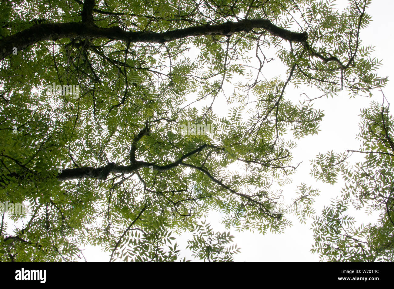 Baum Blätter und Zweige Stockfoto