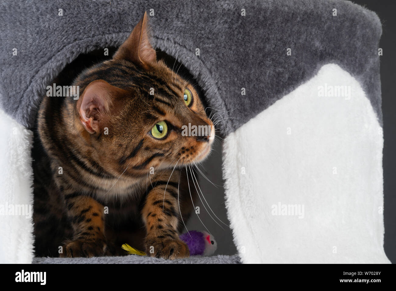 Schöne Bengal Katze spielen auf dem kratzbaum Stockfoto