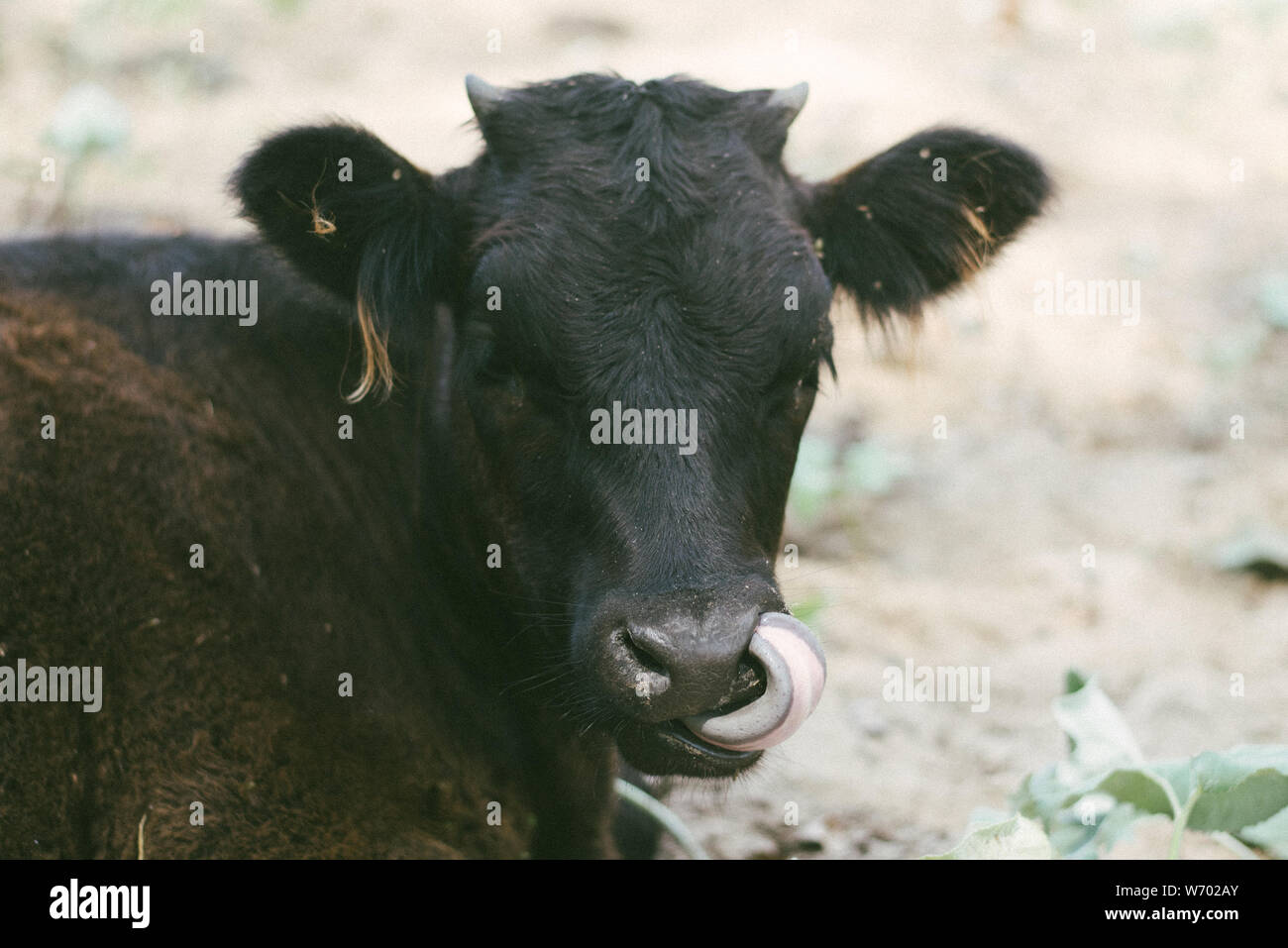 Eine nette und lustige Kuh steckt seine Zunge in ihre Nase. das Kalb, das er seine Zunge in der Weide fest. Stockfoto