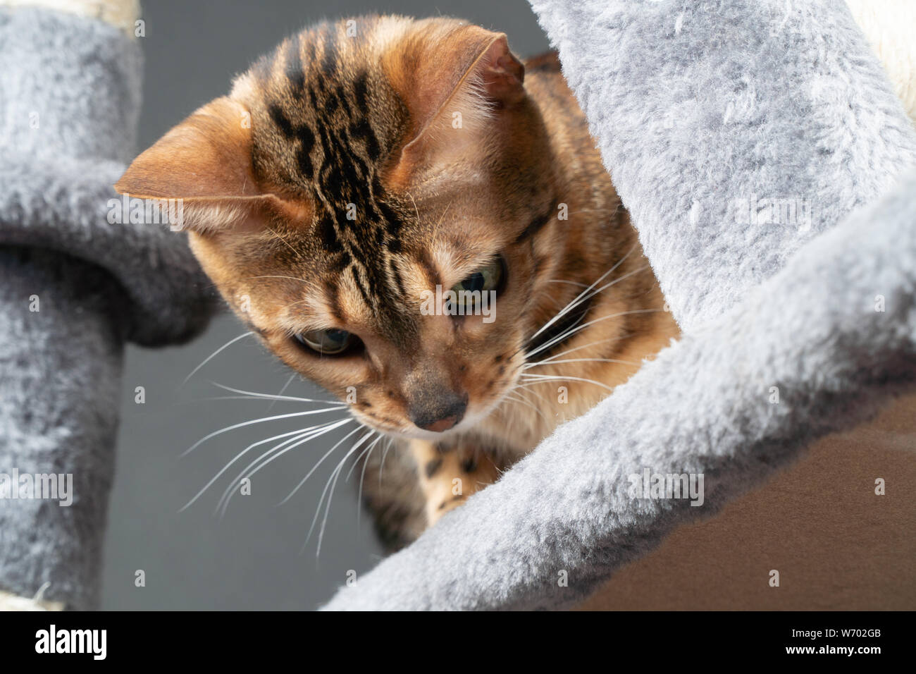 Schöne Bengal Katze spielen auf dem kratzbaum Stockfoto