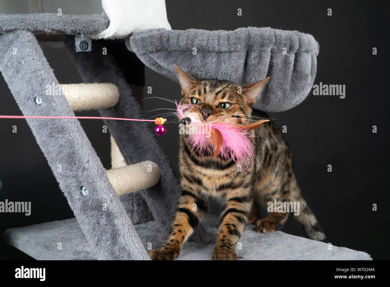 Schöne Bengal Katze spielen auf dem kratzbaum Stockfoto