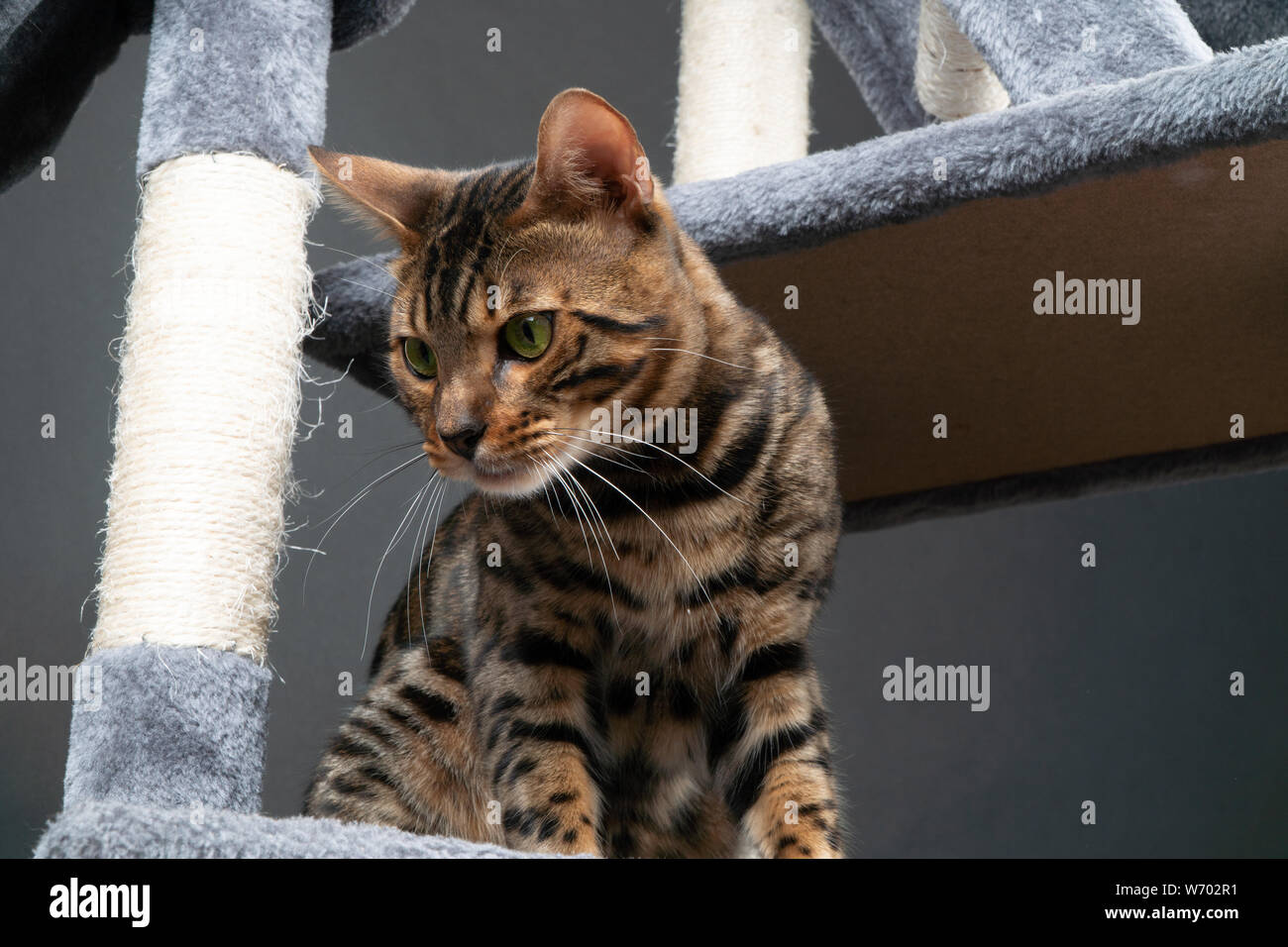 Schöne Bengal Katze spielen auf dem kratzbaum Stockfoto
