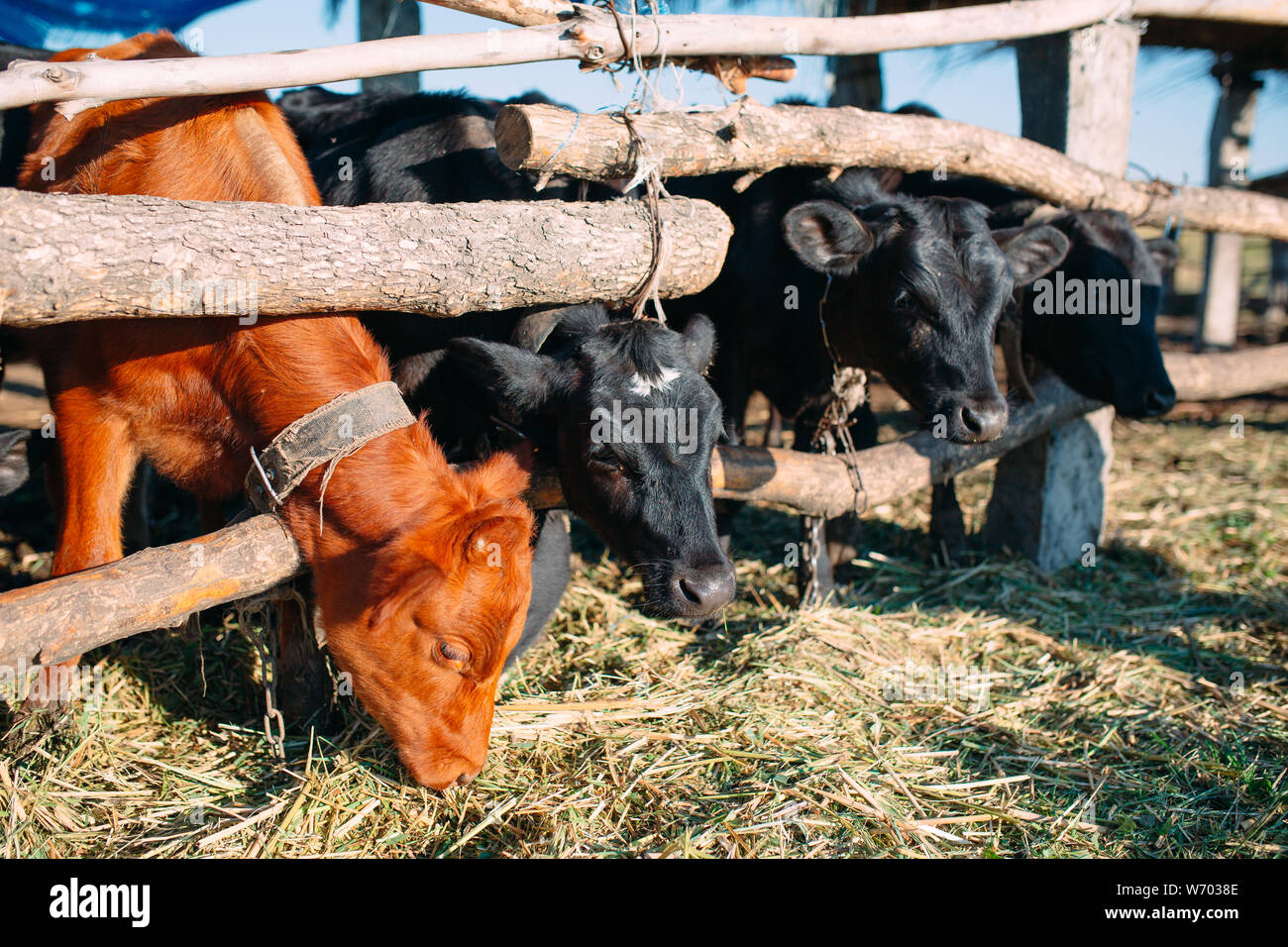 Landwirtschaft Industrie, Landwirtschaft und Tierhaltung Konzept. Kuhherde in Kuhstall auf Molkerei Stockfoto