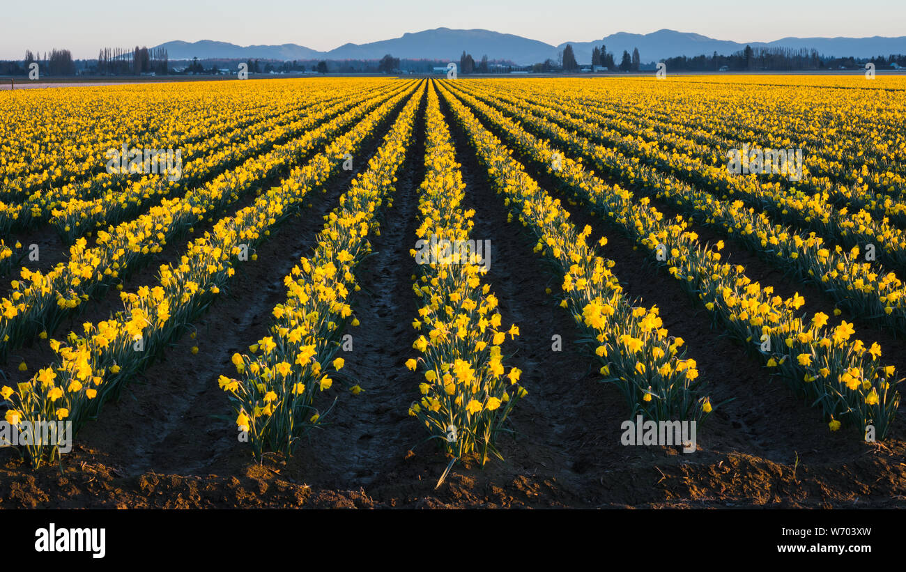 Reihen von kommerziellen Feld der gelben Narzissen in Blüte Das Skagit Valley Washington State schafft das visuelle Erscheinungsbild der Konvergenz Wenn sich die Reihen treffen Stockfoto