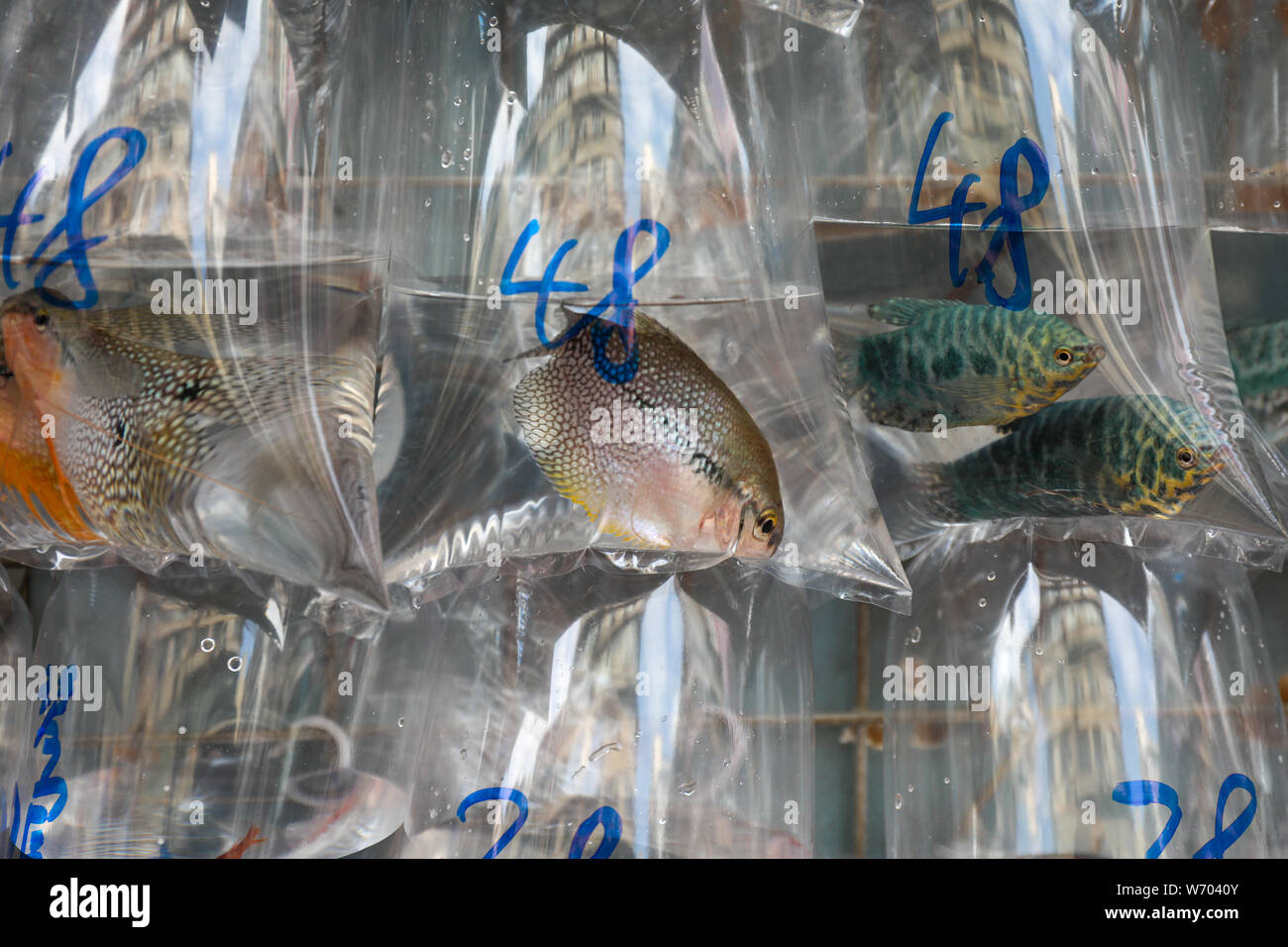 Tropische Fische verpackt in Mong Kok Goldfischmarkt, Hongkong verkauft werden Stockfoto