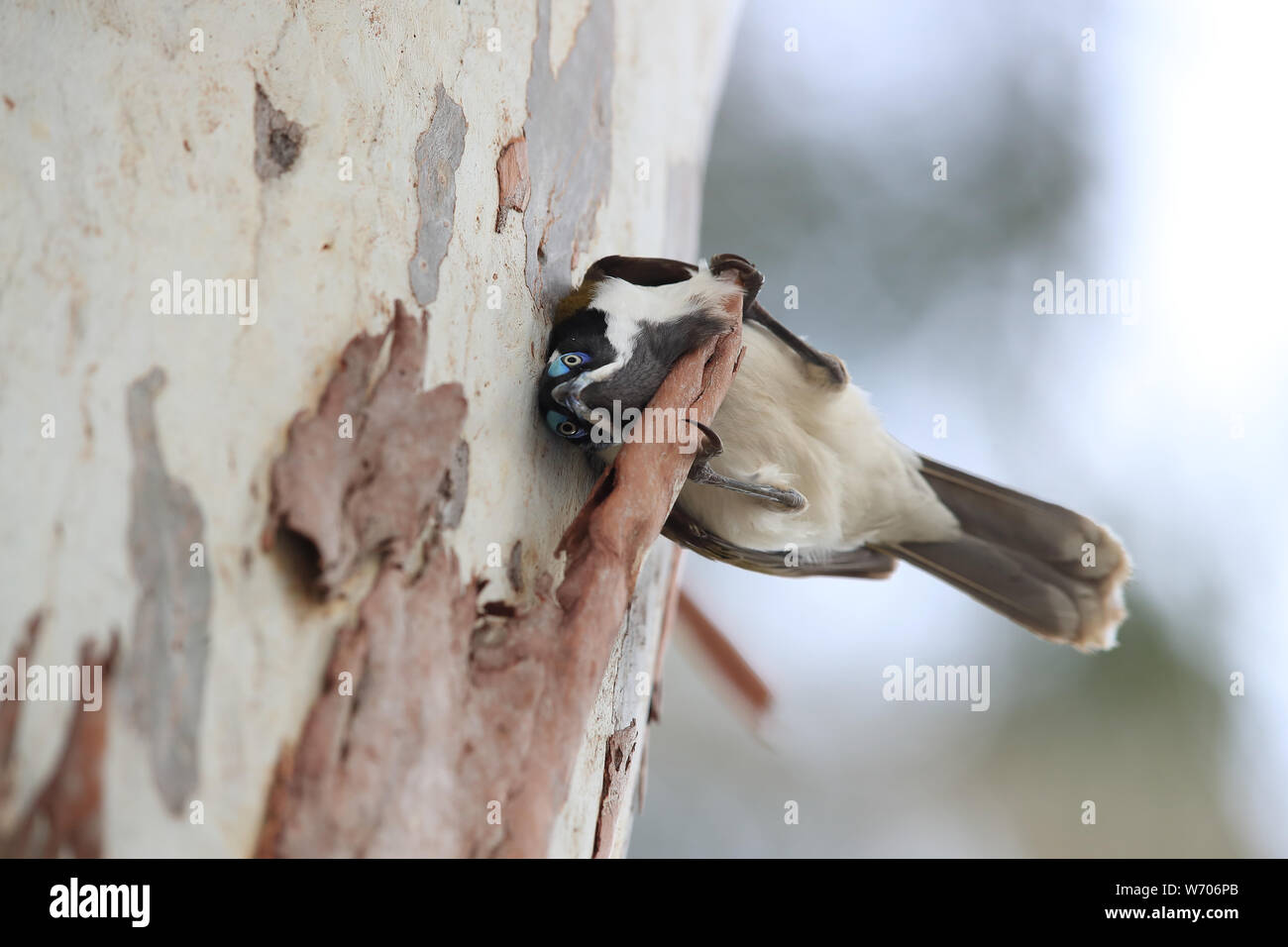 Blue-Faced Honeyeater suchen nach Futter Queensland, Australien Stockfoto