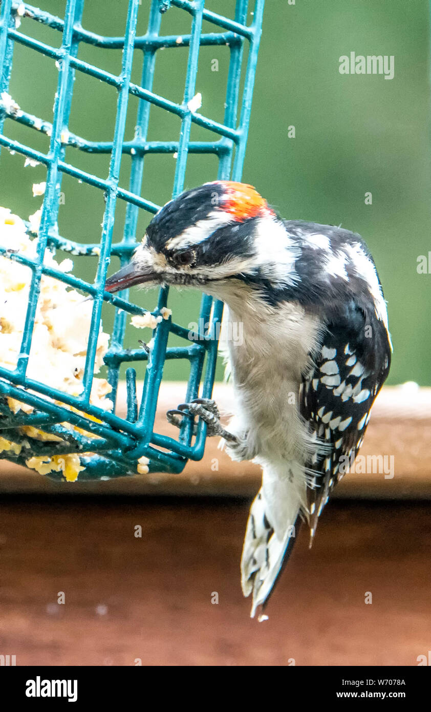 Auf der Suche nach Essen Stockfoto