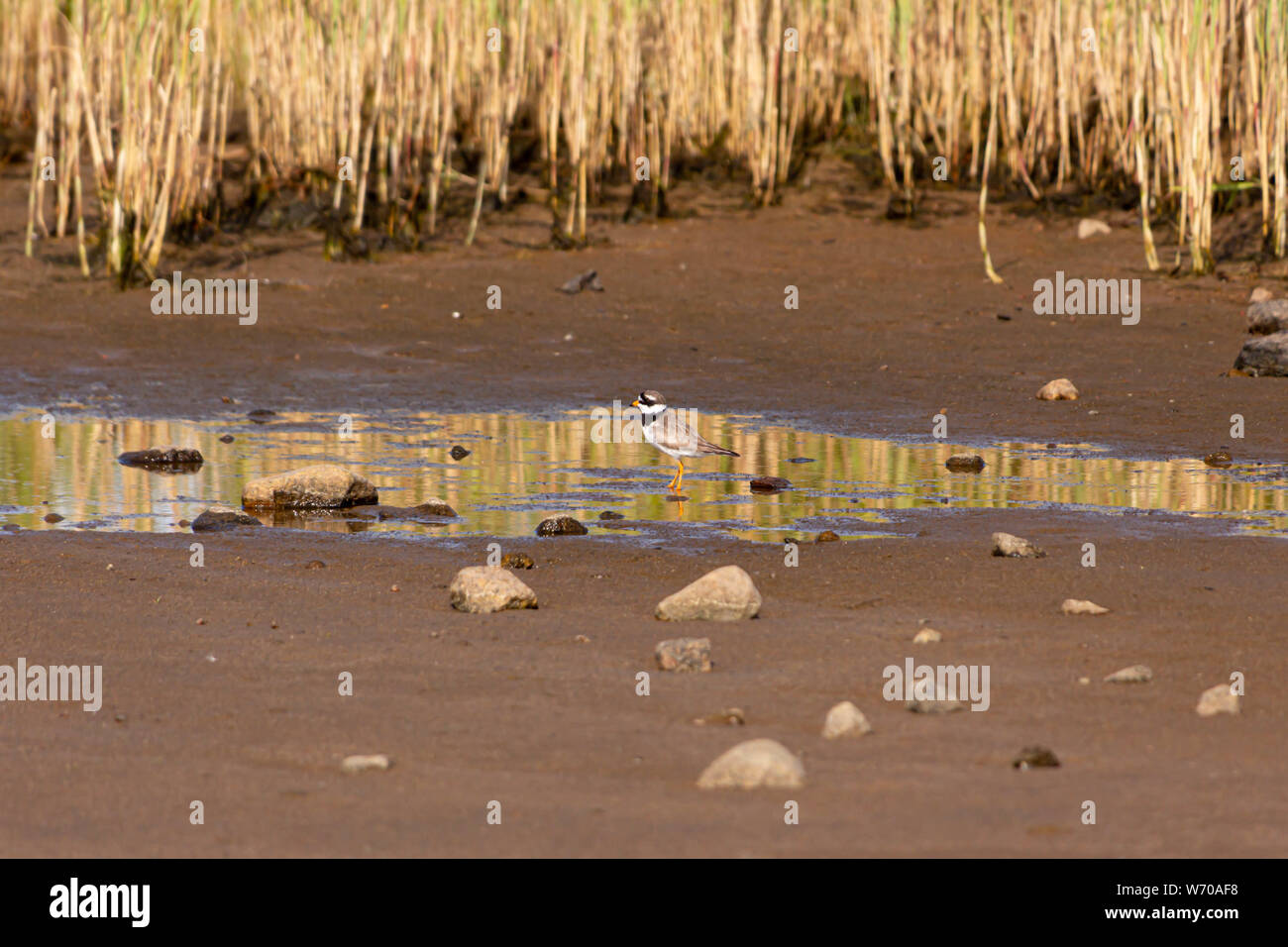 Ein tüll Vogel, Insel Hailuoto, Finnland Stockfoto