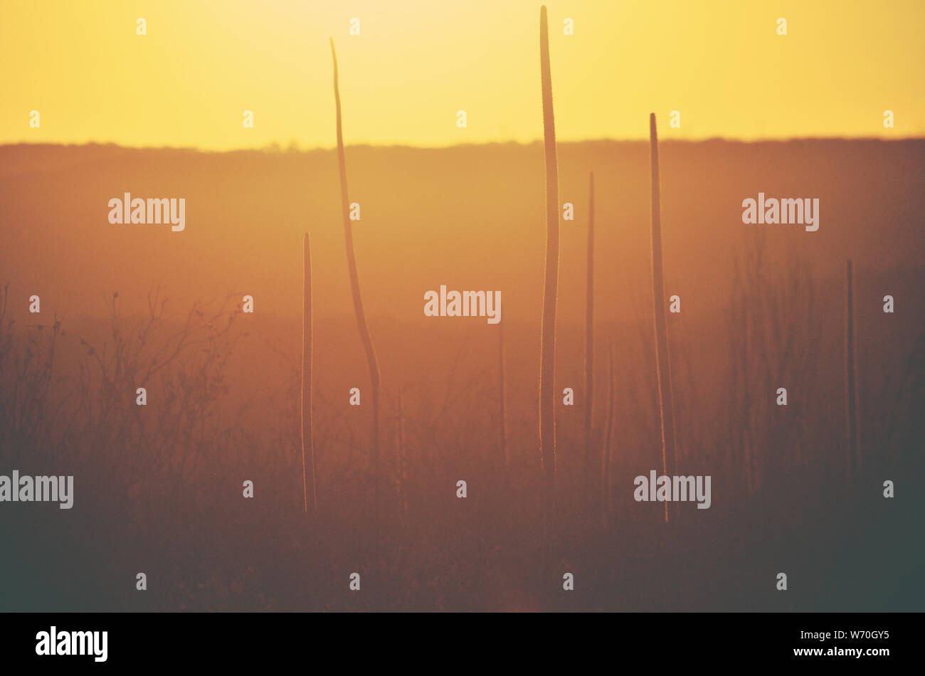 Australische Landschaft Szene der beleuchteten Silhouetten von xanthorrhoea Gras Baum Blume Spikes bei Sonnenuntergang wachsen in der Heide nach einem Buschfeuer in der Königlichen Na Stockfoto