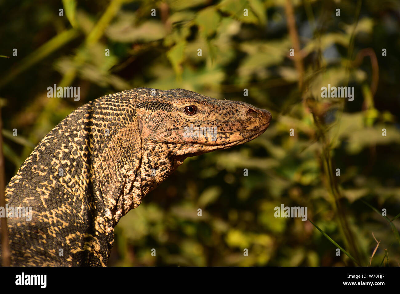 Sundarbans National Park, West Bengalen, Indien Stockfoto