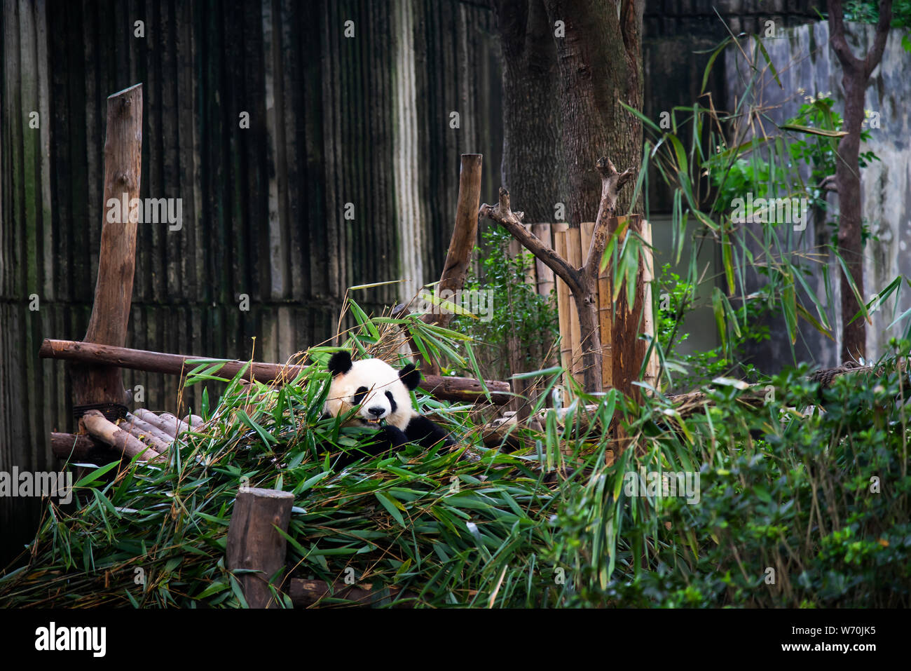 Baby Panda in einem Haufen von Bambus in Chengdu, China essen Stockfoto